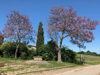 Ein Garten an der Unterkunft Hotel Bettelhaus