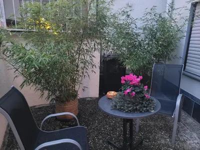 Ein Garten an der Unterkunft Ferienwohnung Riesling