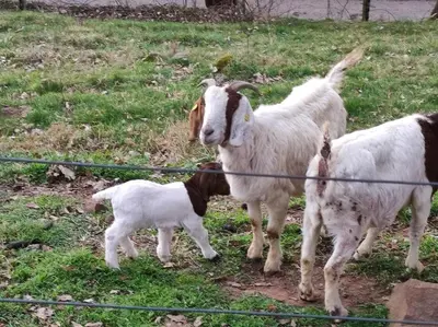 Tiere in der Ferienwohnung oder in der Nähe