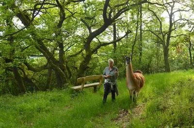 Tiere in der Ferienwohnung oder in der Nähe