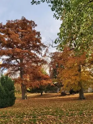 Ein Garten an der Unterkunft Wohnung Elisabeth - Parkblick - Am Buhl'schen Park 40 - zentrumsnah