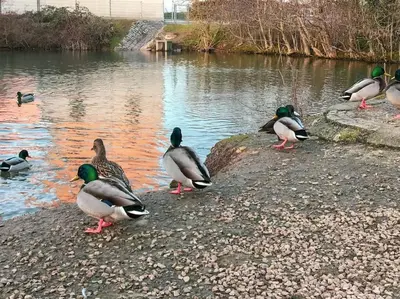 Tiere in der Ferienwohnung oder in der Nähe