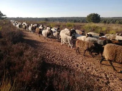 Tiere in der Ferienwohnung oder in der Nähe