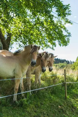 Tiere in der Ferienwohnung oder in der Nähe