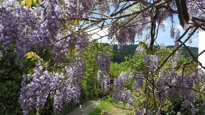 Ein Garten an der Unterkunft Idyllische Wohnung mitten in der Natur „ Haus Magnolia „