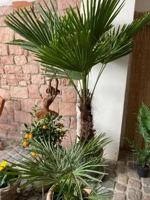 Ein Garten an der Unterkunft Gemütlich & einzigartig: Altbauloft in Edenkoben
