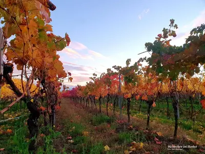 Grundriss der Unterkunft Herzlich inmitten der Weinreben