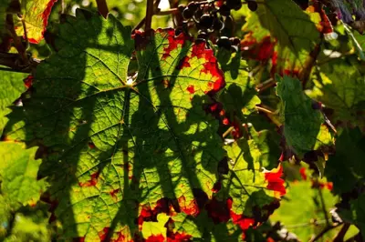 Ein Garten an der Unterkunft Unter den Reben