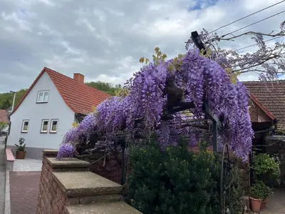 Ein Garten an der Unterkunft Krönchen