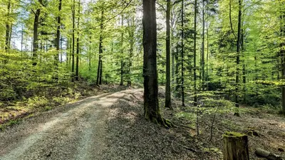 Naturlandschaft in der Nähe der Ferienwohnung