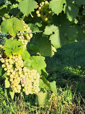 Ein Garten an der Unterkunft Ferienwohnung Wetterisch