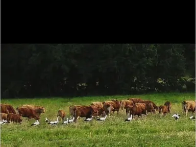 Tiere in der Ferienwohnung oder in der Nähe