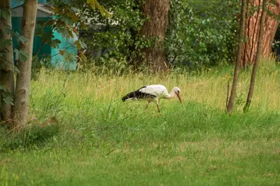 Tiere im Ferienhaus oder in der Nähe