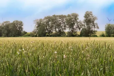 Naturlandschaft in der Nähe des Ferienhauses