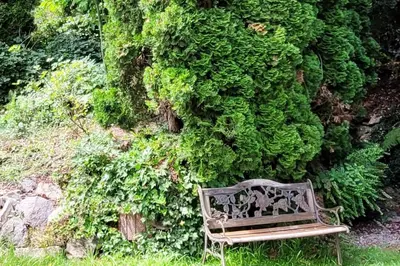 Ein Garten an der Unterkunft FeWo in Heddesbach