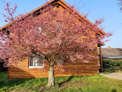 Ein Garten an der Unterkunft Ferienwohnung Sartorius