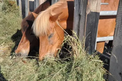 Tiere in der Ferienwohnung oder in der Nähe