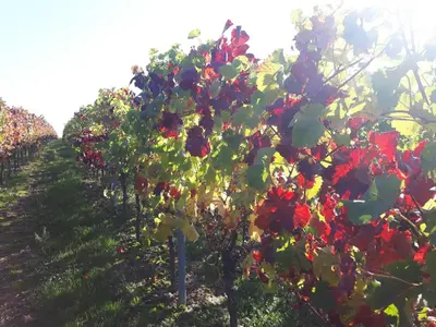 Ein Garten an der Unterkunft Apartment im Weingut