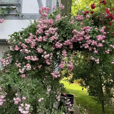 Zuhause auf Zeit in Mainz