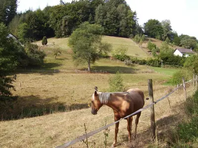 Tiere in der Ferienwohnung oder in der Nähe