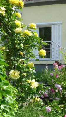 Ein Garten an der Unterkunft Mein Landhäuschen