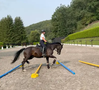 Reiten in der Ferienwohnung oder in der Nähe