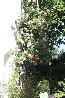 Ein Garten an der Unterkunft Appartent im Garten