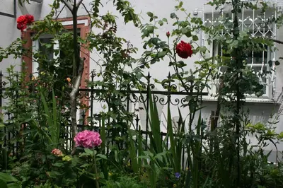 Ein Garten an der Unterkunft Appartent im Garten