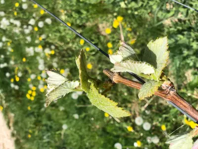 Ein Garten an der Unterkunft Jakobsruhe - Ferien im Weinparadies