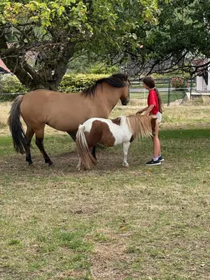 Tiere in der Ferienwohnung oder in der Nähe
