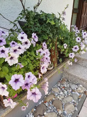 Ein Garten an der Unterkunft Ferienwohnung Sylvia