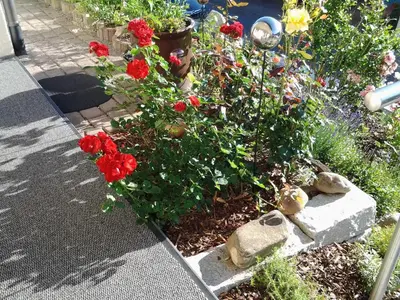 Ein Garten an der Unterkunft Ferienwohnung Ehret