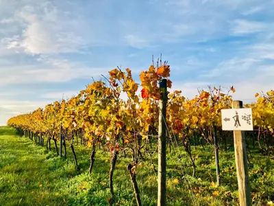 Ein Garten an der Unterkunft Winzerhotel Kinges-Kessel