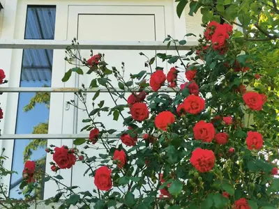 Ein Garten an der Unterkunft Casa Wilhelm