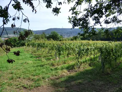 Naturlandschaft in der Nähe der Ferienwohnung