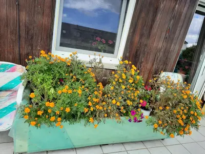 Ein Garten an der Unterkunft NEU! Ferienwohnung Unterfranken
