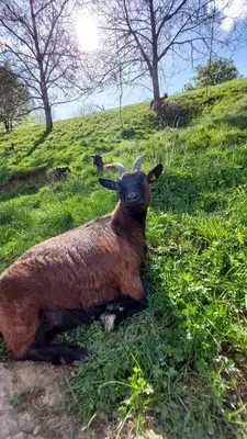 Tiere in der Ferienwohnung oder in der Nähe