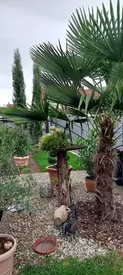 Ein Garten an der Unterkunft Feworeinhard
