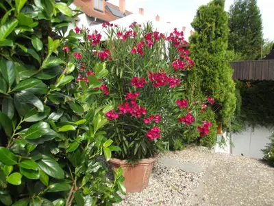 Ein Garten an der Unterkunft Feworeinhard
