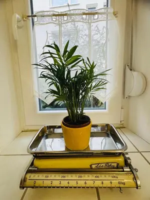 Grundriss der Unterkunft Forest Nest Huchenfeld