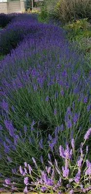 Ein Garten an der Unterkunft FeWo Lavendel