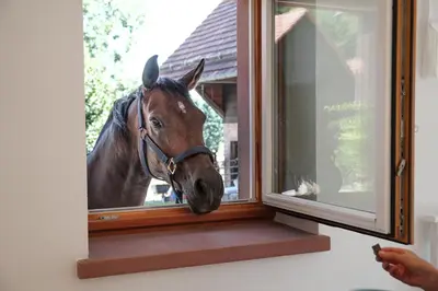 Tiere in der Ferienwohnung oder in der Nähe
