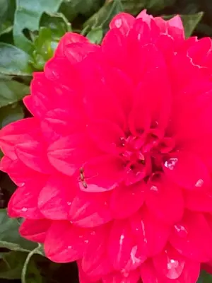 Ein Garten an der Unterkunft Einzelne Zimmer mit Gemeinschaft Dusche