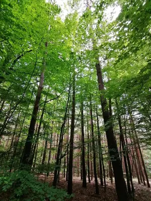Naturlandschaft in der Nähe der Ferienwohnung