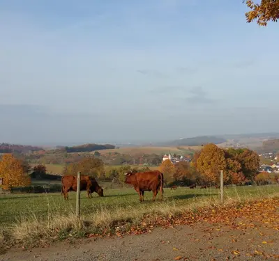 Tiere in der Ferienwohnung oder in der Nähe