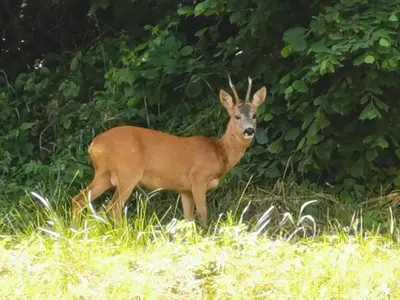 Tiere in der Ferienwohnung oder in der Nähe