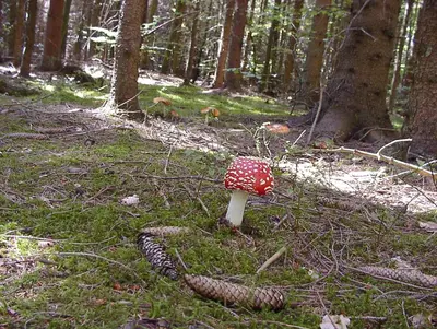 Naturlandschaft in der Nähe der Ferienwohnung