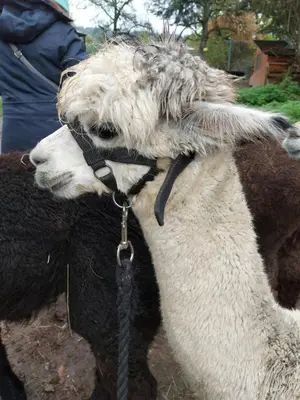 Tiere in der Ferienwohnung oder in der Nähe