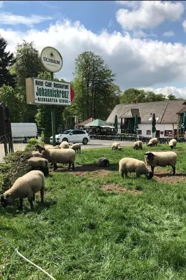 Tiere im Hotel oder in der Nähe