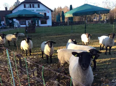 Tiere im Hotel oder in der Nähe